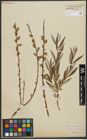 Foto von Salix repens L. x Salix viminalis L.